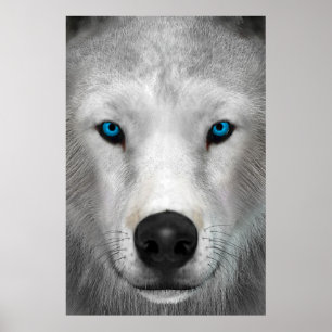 Arctic Wolf Poster
