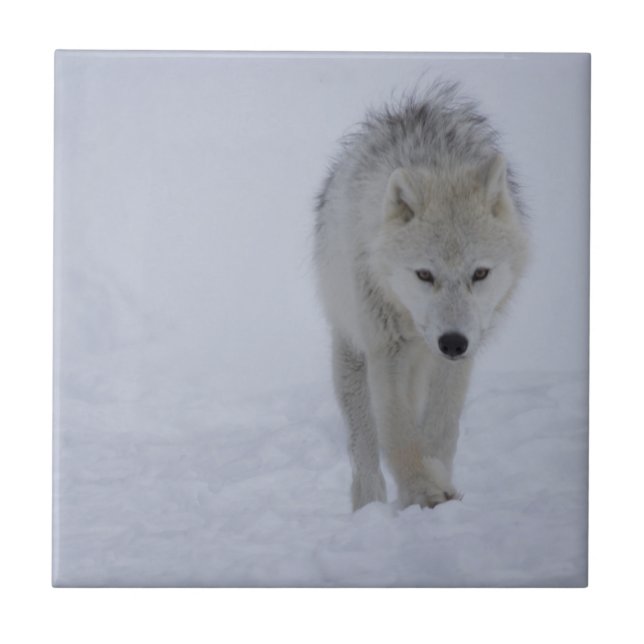 Arctic wolf tile (Front)