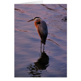 Ardea herodias