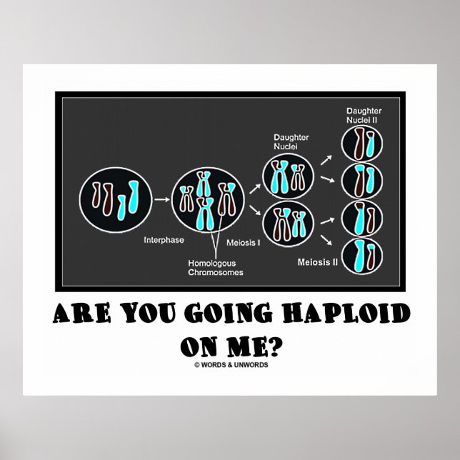 Are You Going Haploid On Me? (Meiosis Humour) Poster (Front)