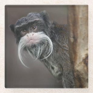 Are You My Barber? Glass Coaster