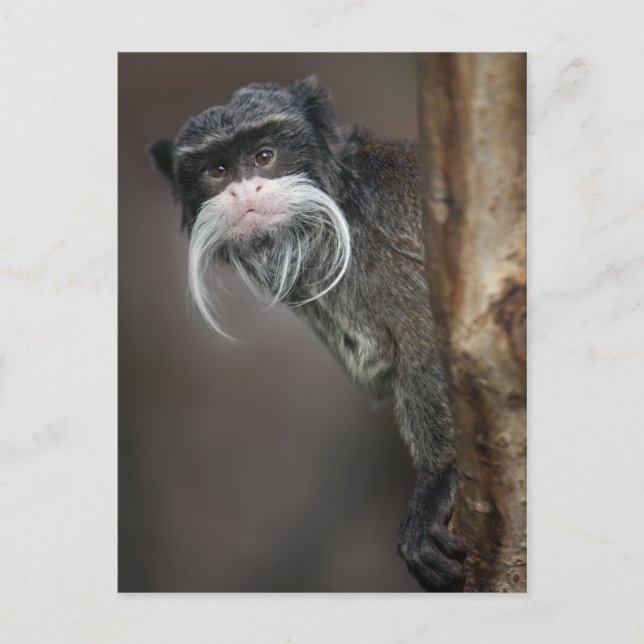 Are You My Barber? Postcard (Front)