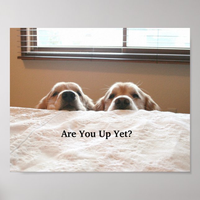 Are You Up Yet? Golden Retriever Poster (Front)