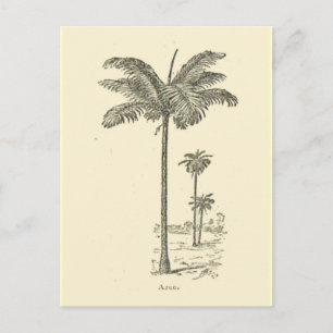 Arec, type of Palm tree Postcard