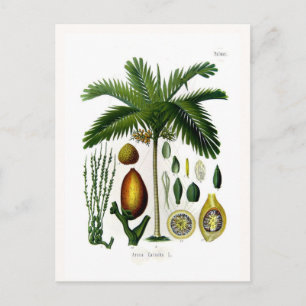 Areca catechu (betel nut palm) postcard
