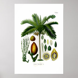 Areca catechu (betel nut palm) poster