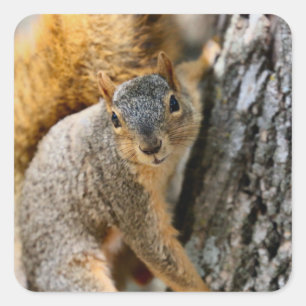 Aren't you coming? square sticker