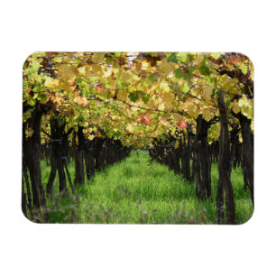 Argentina, Mendoza, Row Of Grape In Vineyard Magnet