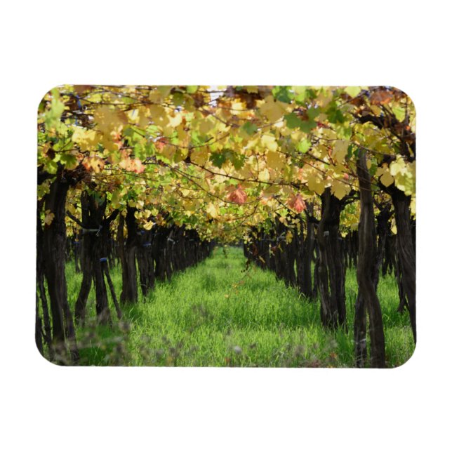 Argentina, Mendoza, Row Of Grape In Vineyard Magnet (Horizontal)