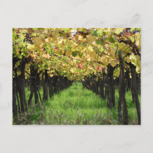 Argentina, Mendoza, Row Of Grape In Vineyard Postcard