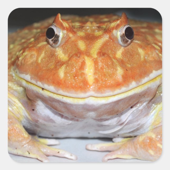 Argentine horned frog square sticker (Front)
