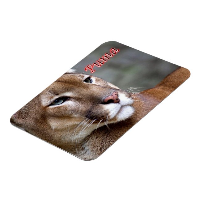 Argentine Puma - Magnet (Left Side)