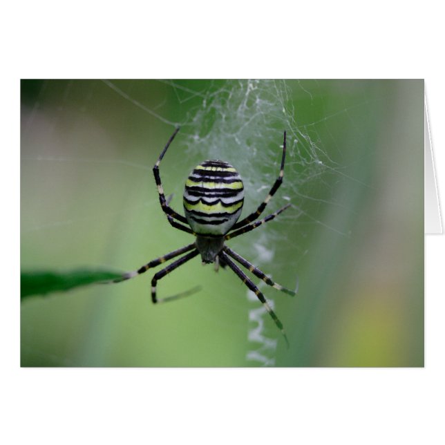 Argiope bruennichi (Front Horizontal)
