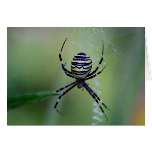 Argiope bruennichi (Front Horizontal)