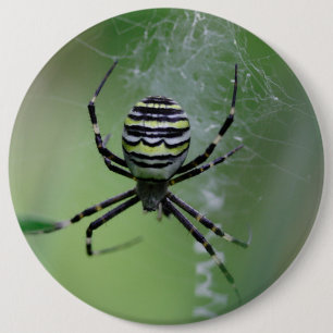 Argiope bruennichi 6 cm round badge