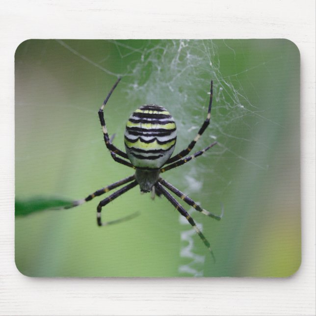 Argiope bruennichi mouse pad (Front)