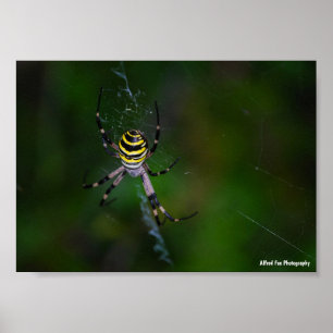 Argiope bruennichi, Wasp Spider, Orb-weaver Poster