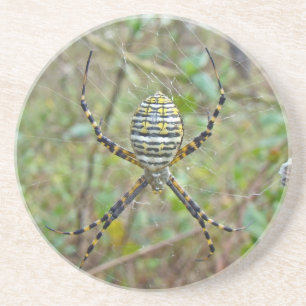 Argiope trifasciata Orb Weaver Spider Coaster