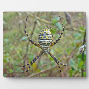 Argiope trifasciata Orb Weaver Spider Plaque