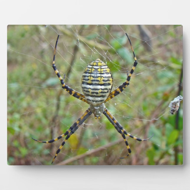 Argiope trifasciata Orb Weaver Spider Plaque (Front)