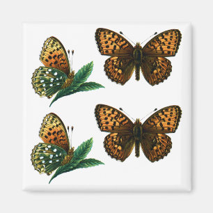 Argynnis aglaja magnet
