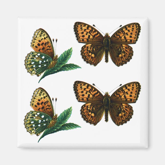 Argynnis aglaja magnet (Front)