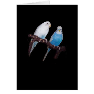 Ariel and Oscar budgie card