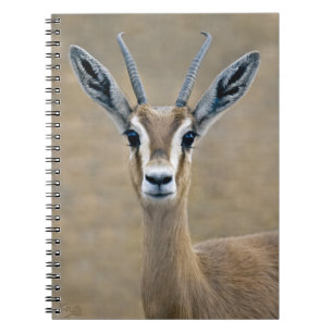 Ariel Notebook