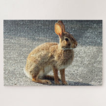 Arisdale Arts: Wild Rabbit Sitting on driveway