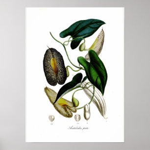 Aristolochia picta poster