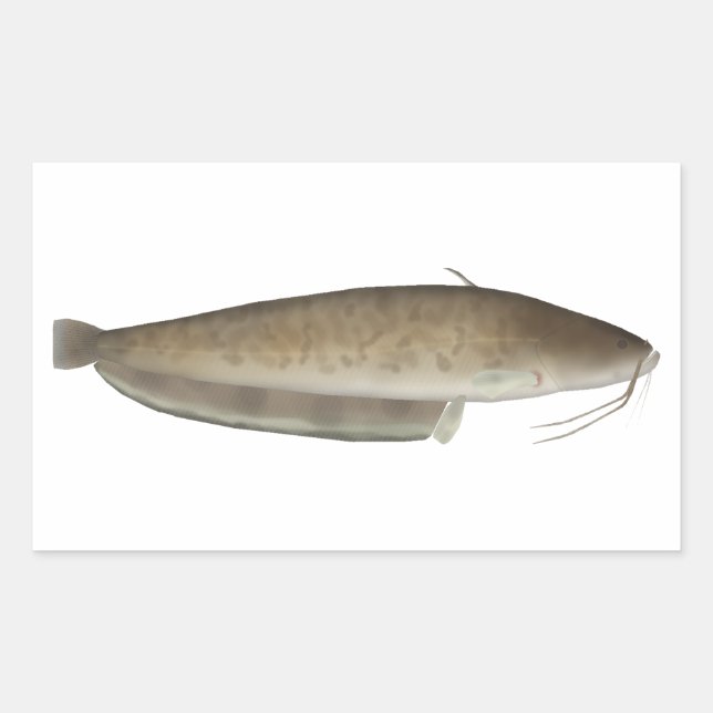 Aristotle's Catfish Rectangular Sticker (Front)