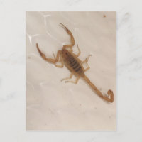 Arizona Bark Scorpion