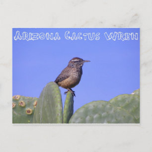 Arizona Cactus Wren Postcard