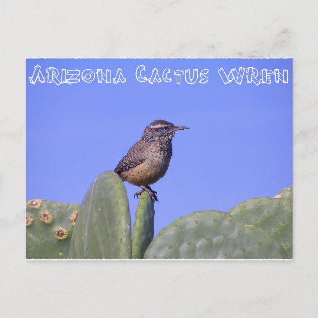 Arizona Cactus Wren Postcard (Front)
