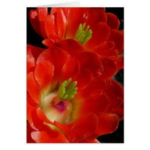 Arizona Claret Cup Cactus With Scarlet Flowers