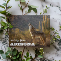 Arizona Coyote Landscape Cactus Desert 