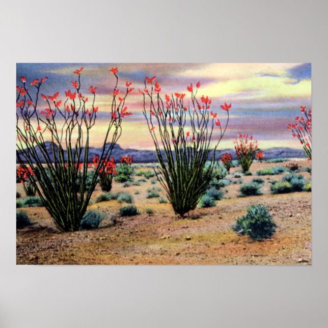 Arizona Desert Ocotillos in Bloom Poster (Front)