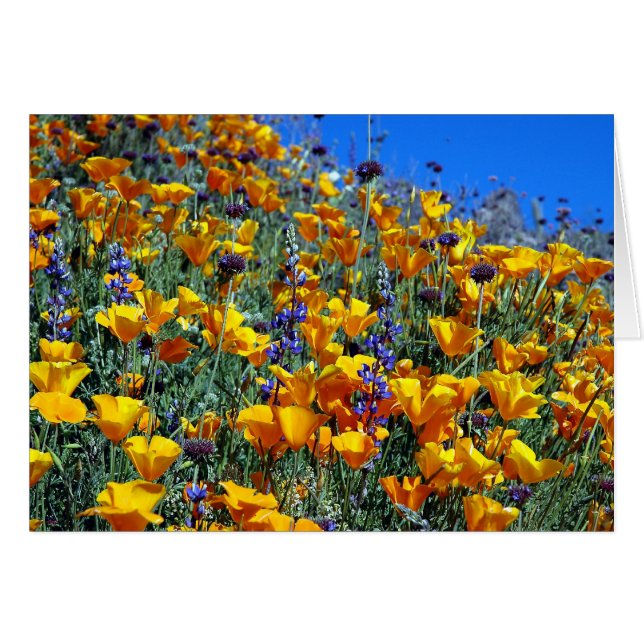 ARIZONA DESERT POPPIES (Front Horizontal)