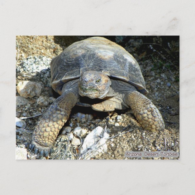 Arizona Desert Tortoise Postcard (Front)