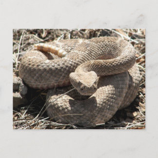 Arizona Diamondback Rattlesnake Postcard