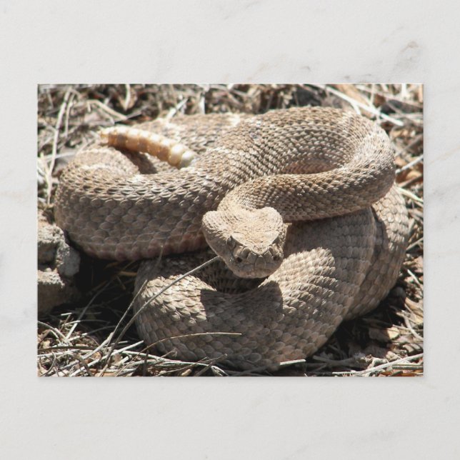 Arizona Diamondback Rattlesnake Postcard (Front)