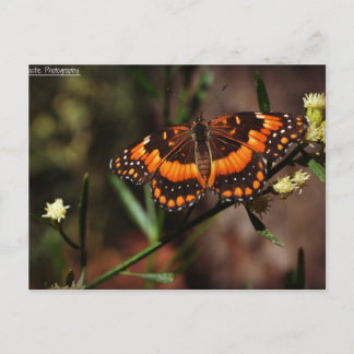 Arizona Free Postcard