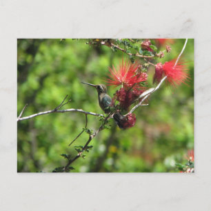 Arizona Hummingbird Postcard