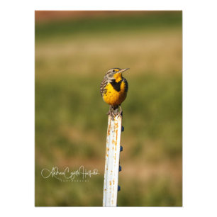 Arizona Meadow Lark Photo Print
