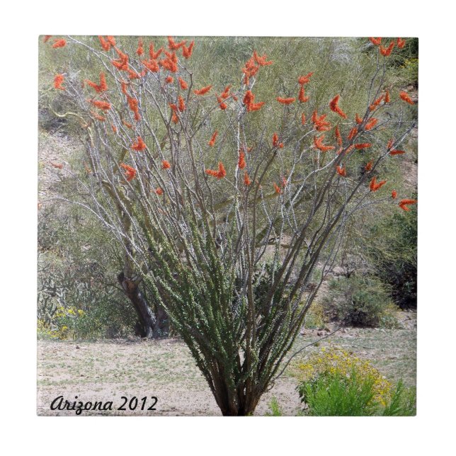 Arizona Ocotillo Tile (Front)