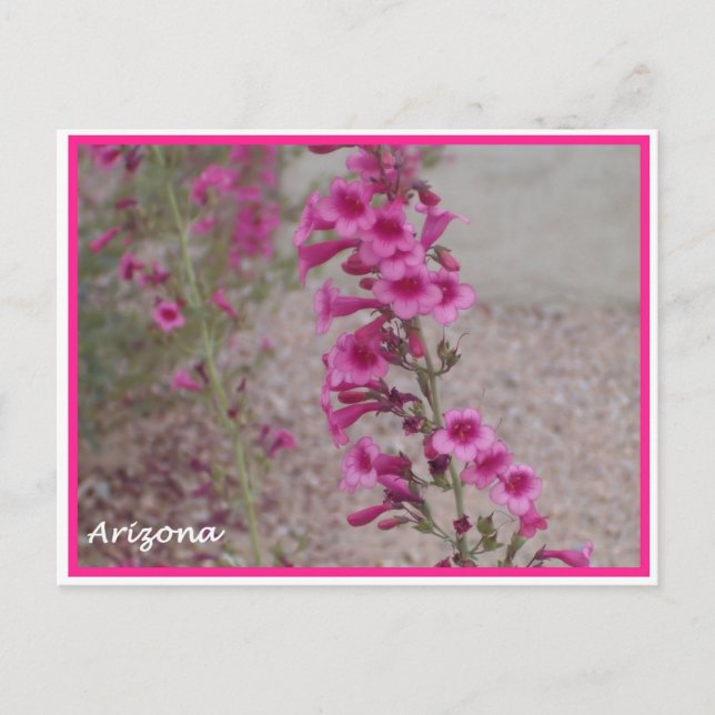 arizona pink Penstemon postcard (Front)