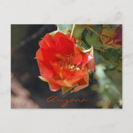 Arizona Postcard