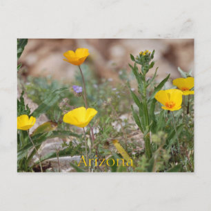 Arizona Postcard