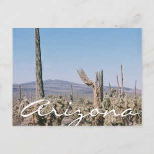 Arizona Postcard Desert Cacti Landscape