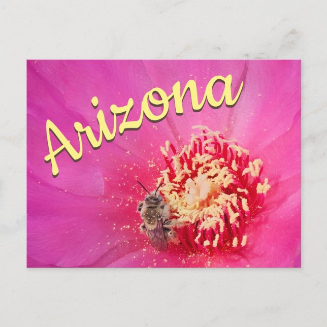 Arizona Postcard, Prickly Pear Bloom Bee Postcard (Front)